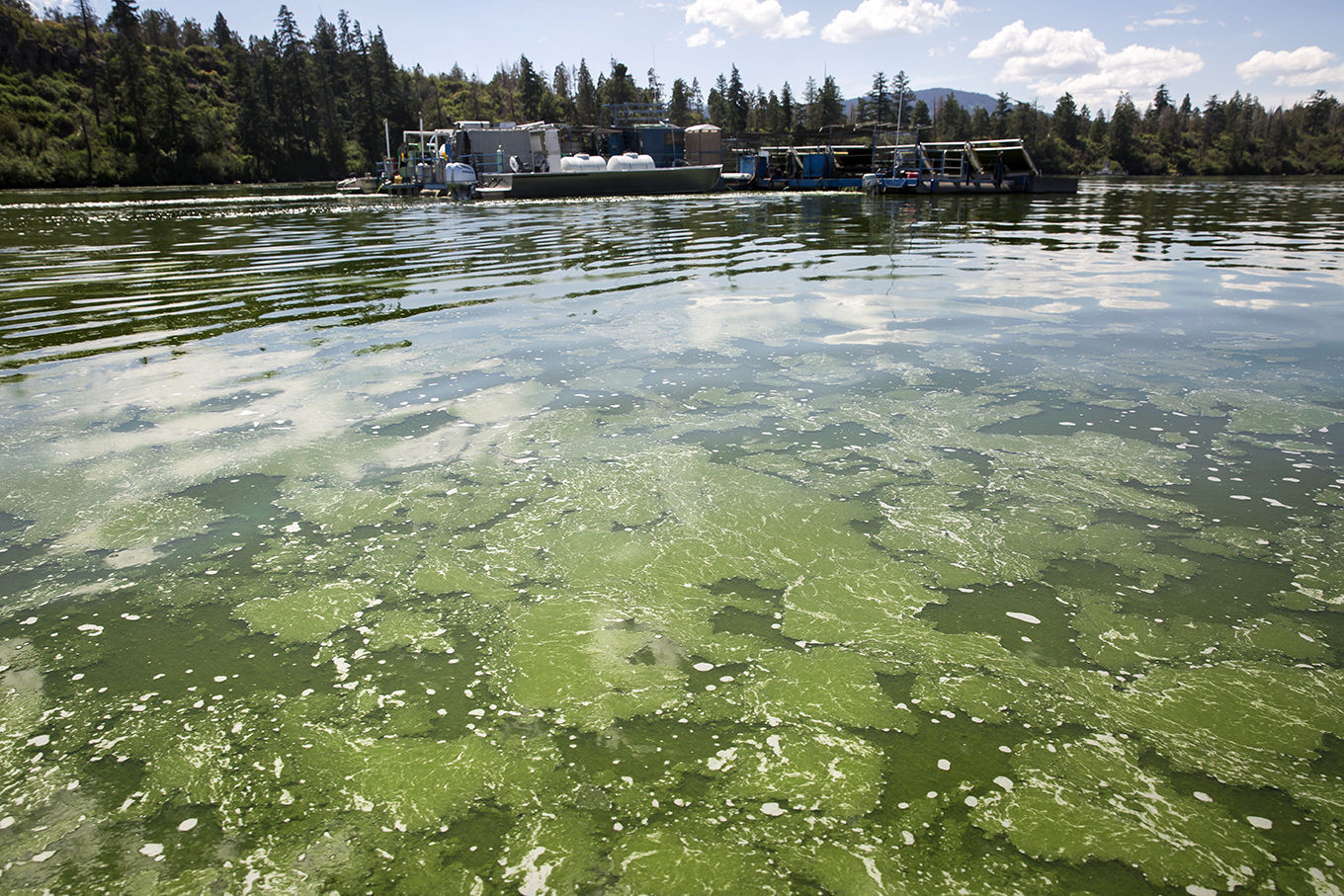New Earth Algae harvesting and processing